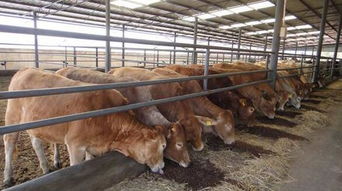 冬季肉牛养殖保温增效实用技术 附 塑料暖棚养牛技术