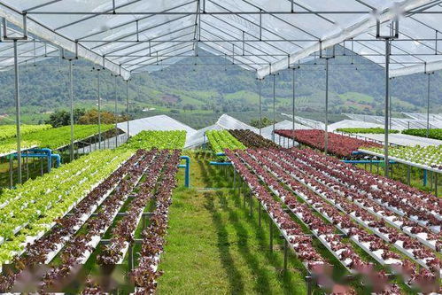 设施蔬菜高产栽培技术要点,控制好温度和水肥管理,收获优质蔬菜