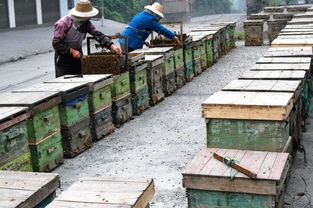 张大山养殖场 蜜蜂小黄蜂 高清图 细节图 张大山养殖场 个体经营 Hc360慧聪网