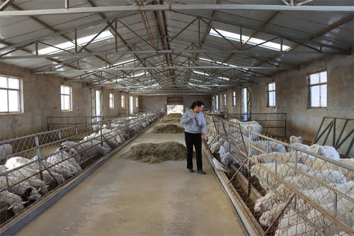 神木 牛羊产业 加速度 乡村振兴添动能