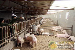 猪猪侠讯 沽源县推广 生物发酵床 新技术 养猪零排放