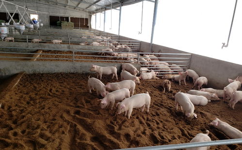一种漏缝板薄垫料新型发酵床环保养猪新技术 广西助农新申请发明专利技术