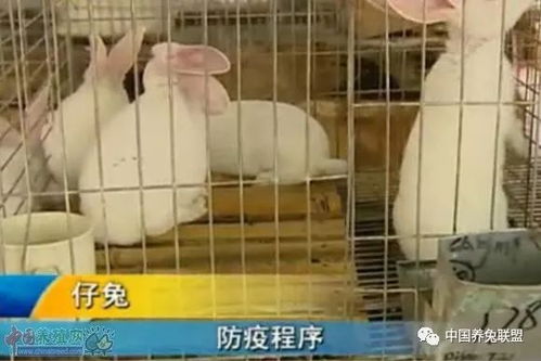 獭兔养殖技术 仔兔养殖管理 一