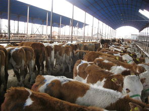 四川养肉牛赚钱吗养殖户最关心的肉牛养殖前景