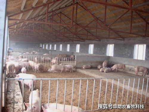 薄垫料生物发酵床养猪新技术的优点